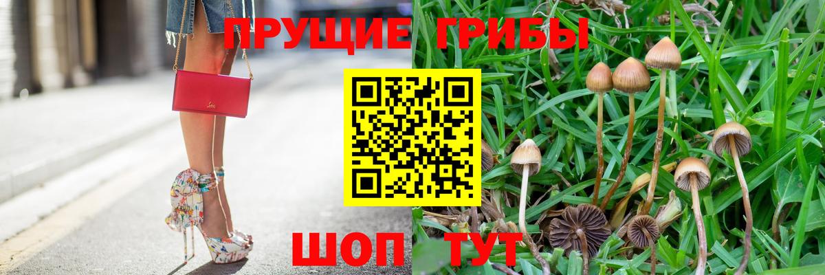 дарнет шоп  Вход с VPN  Псилоцибиновые грибы прущие грибы  Азов  Галлюциногенные грибы Psilocybe 
